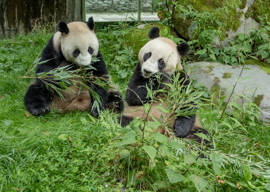 In pics: Giant pandas’ happy life in Wenchuan, SW China’s Sichuan