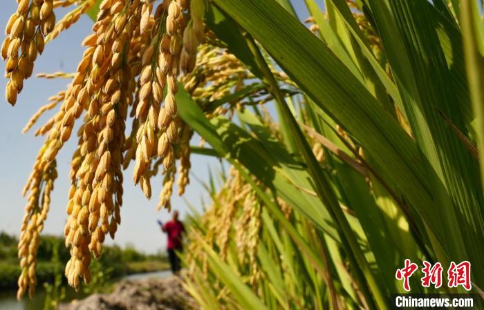 Farmers harvest rice, crabs in rice fields in north China's Hebei