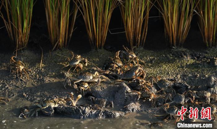 Farmers harvest rice, crabs in rice fields in north China's Hebei