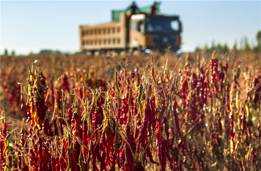 Chili pepper harvesting fully mechanized in Karamay, China's Xinjiang