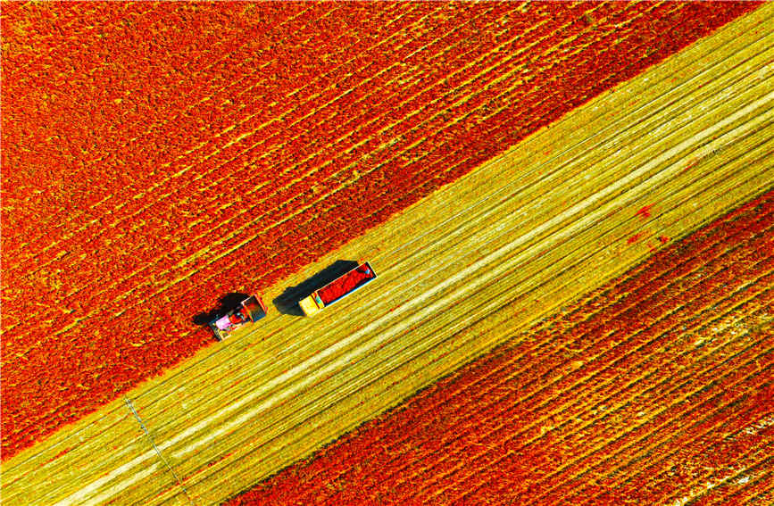 Chili pepper harvesting fully mechanized in Karamay, China's Xinjiang