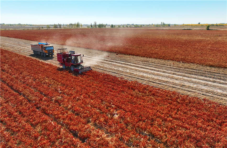 Chili pepper harvesting fully mechanized in Karamay, China's Xinjiang