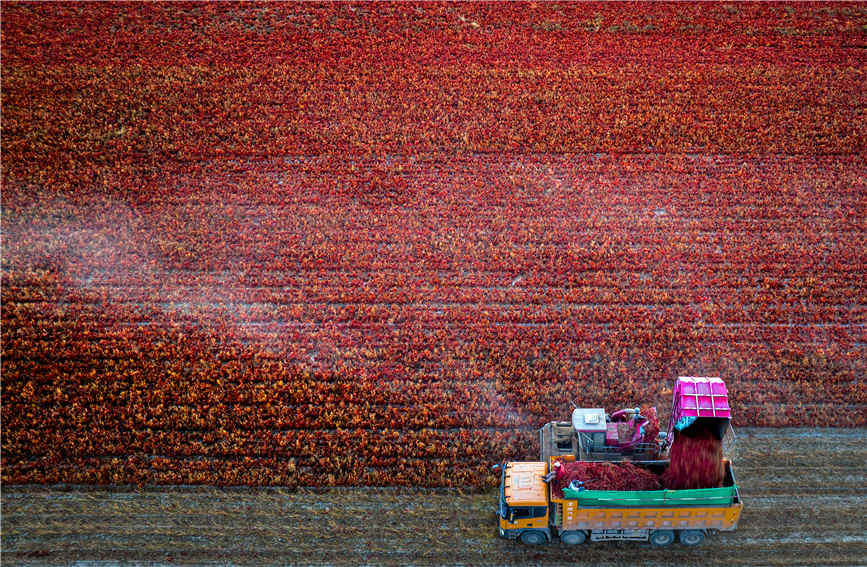 Chili pepper harvesting fully mechanized in Karamay, China's Xinjiang