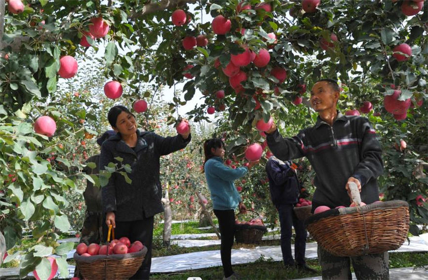 In pics: Apples in Aksu, Xinjiang enter harvest season