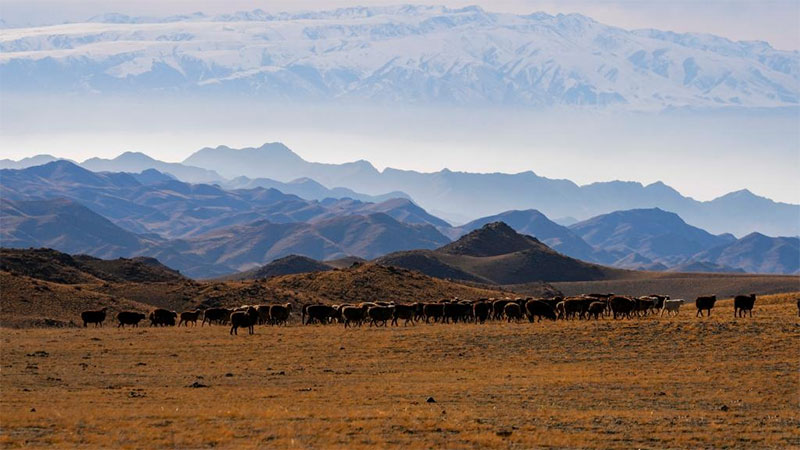 Local herders move livestock to winter pastures in Yumin County, NW China's Xinjiang