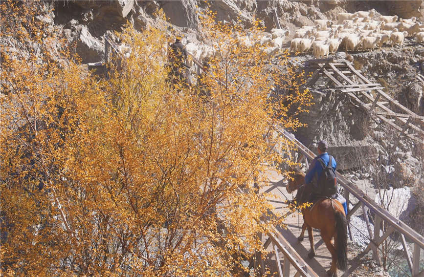 Herdspeople in China's Xinjiang move livestock to winter pastures