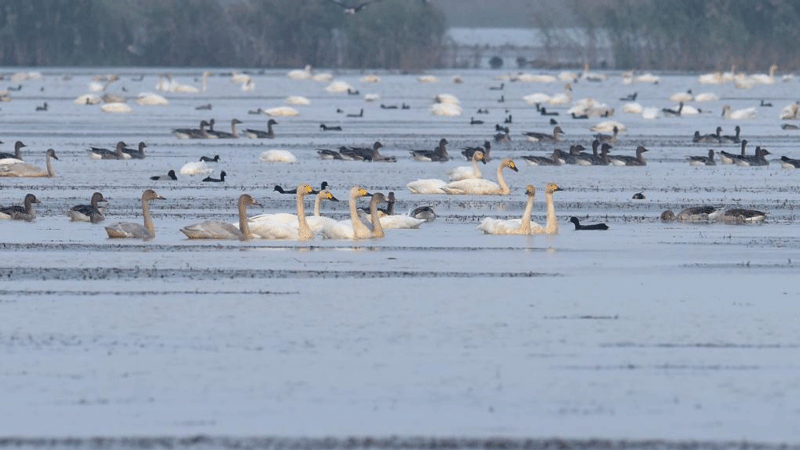 Scenery of Huangpi Lake in Lujiang, Anhui