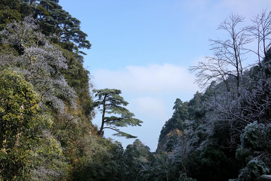 Three more cities in S China's Guangdong designated 'national forest cities'