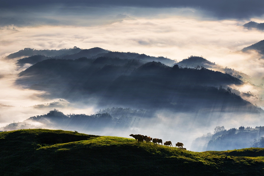 Three more cities in S China's Guangdong designated 'national forest cities'