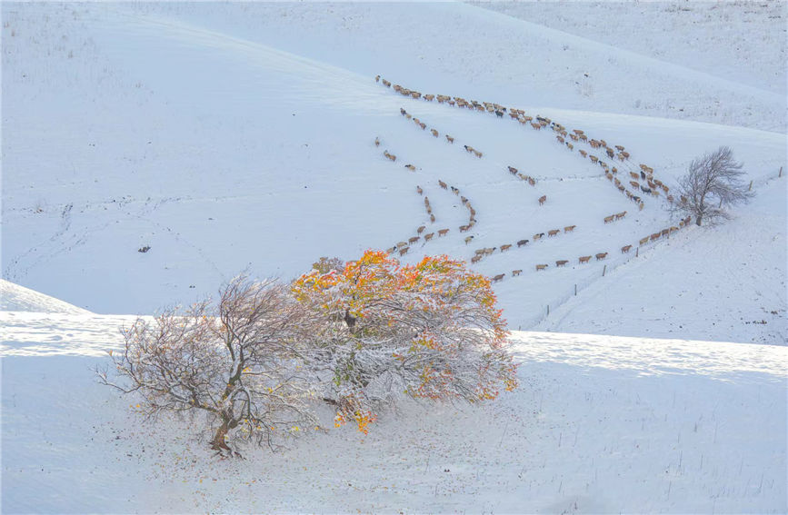 First snow turns 'Apricot Valley' in China's Xinjiang into 'beautiful painting'