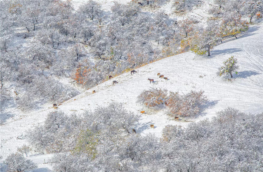 First snow turns 'Apricot Valley' in China's Xinjiang into 'beautiful painting'