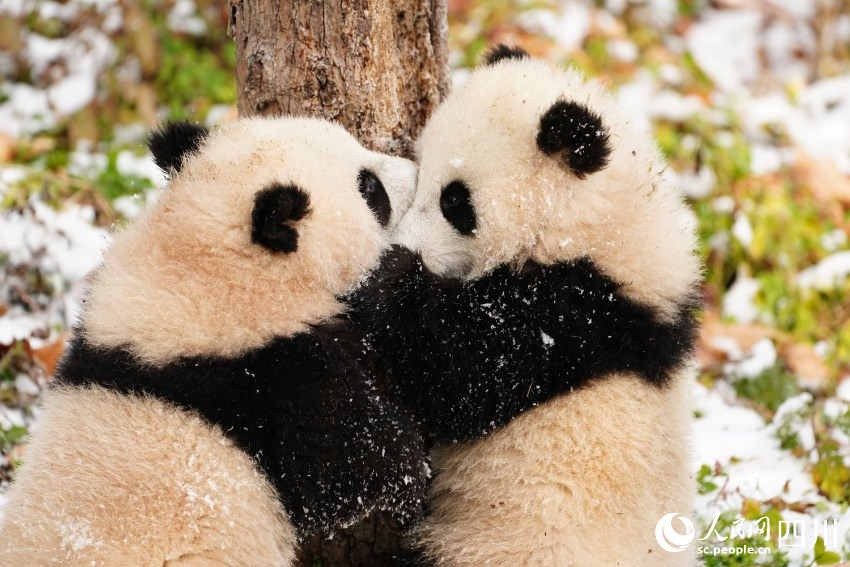 Twin giant panda cubs named in SW China's Sichuan