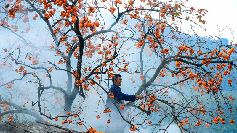 Beautiful persimmons in Luzhou, SW China's Sichuan