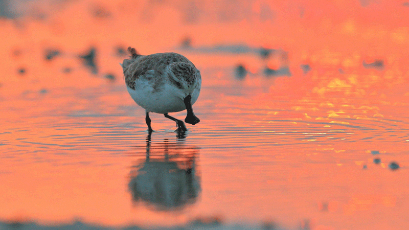 Rare spoon-billed sandpiper spotted in S China's Guangdong