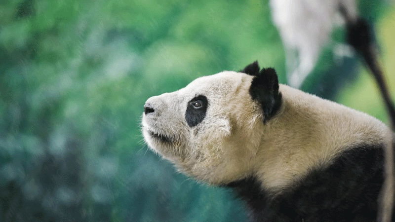 Giant panda seen in Xining, NW China's Qinghai