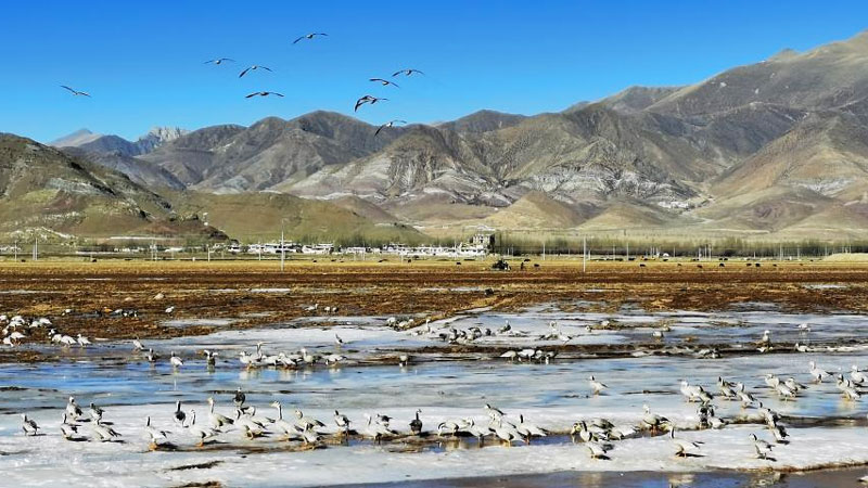 Migratory birds seen in Lhasa, Tibet