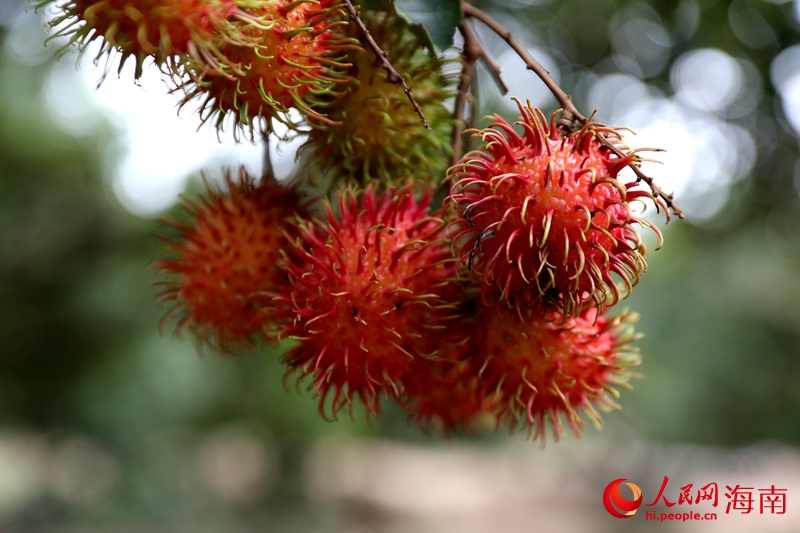 County in south China’s Hainan finds path to prosperity by growing rambutan