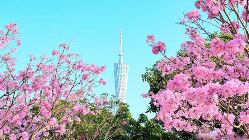 Pink trumpet flowers bloom in Guangzhou