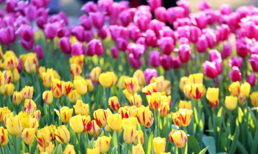 Colorful tulips to greet coming spring in SE China’s Fujian