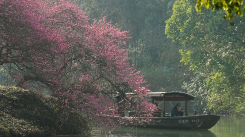 Tourists enjoy plum blossoms in Xixi National Wetland Park in Hangzhou, E China