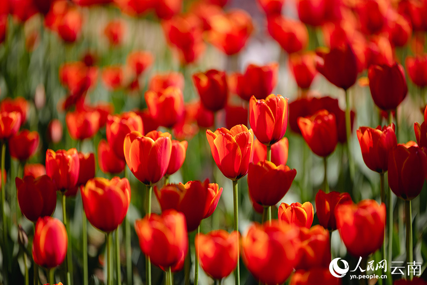 In pics: Over 80,000 tulips bloom in Kunming, SW China