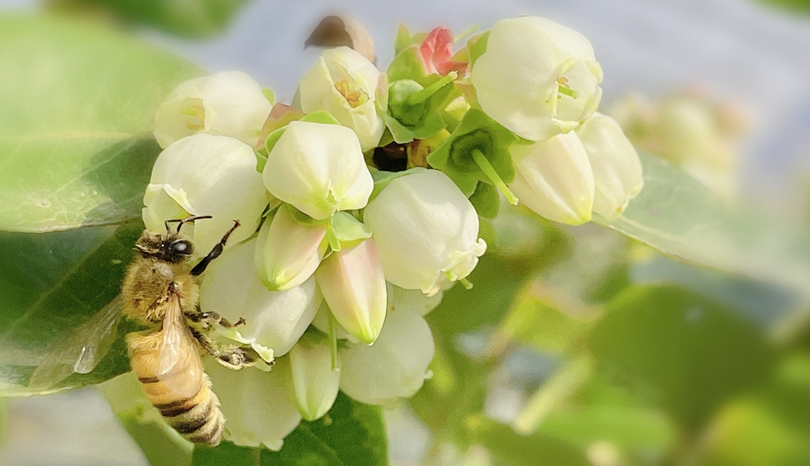 Blueberry planting brings prosperity to farmers in E China’s Jiangsu