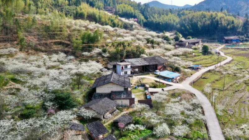 Ancient villages attract tourists as plum trees in blossom in Yongtai County, SE China