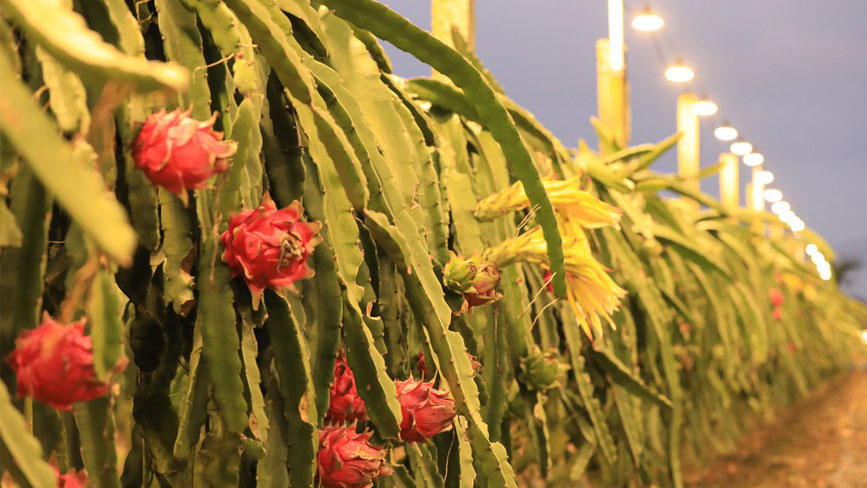 Dragon fruit planting boosts rural vitalization in China's Hainan