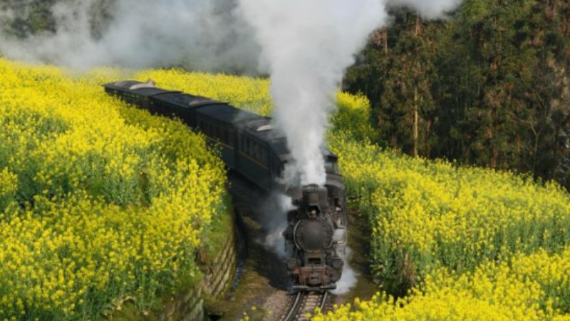 Steam train runs past cole flower fields in Sichuan, SW China