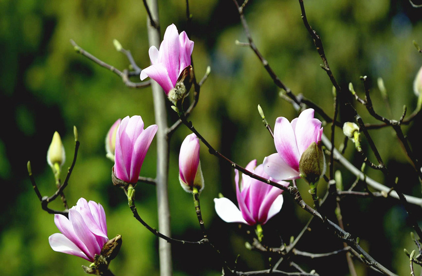 400-year-old saucer magnolia tree blossoms in Hanzhong, NW China’s Shaanxi