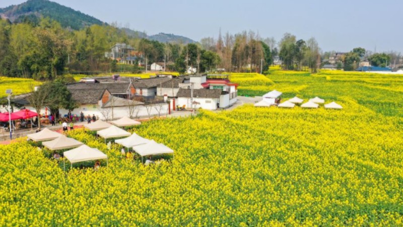 People enjoy cole flower view in SW China's Sichuan