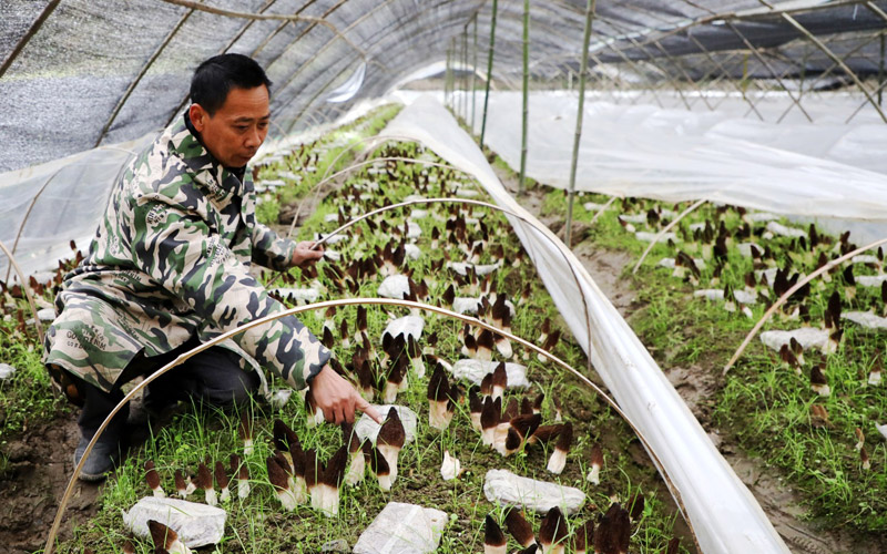 Township in C China’s Hubei drives rural revitalization through morel mushroom cultivation