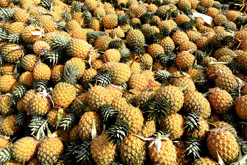 Mango pineapple output exceeds 2,000 kg per mu in S China’s Hainan