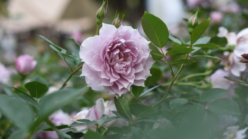 In pics: Beauty of roses attracts visitors to 2023 Shenzhen Rose Show