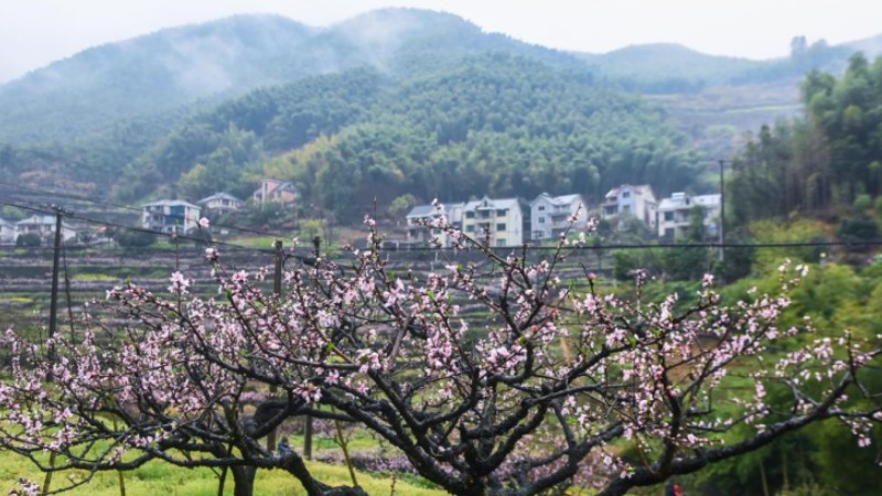 In pics: peach blossoms in Hangzhou, E China's Zhejiang