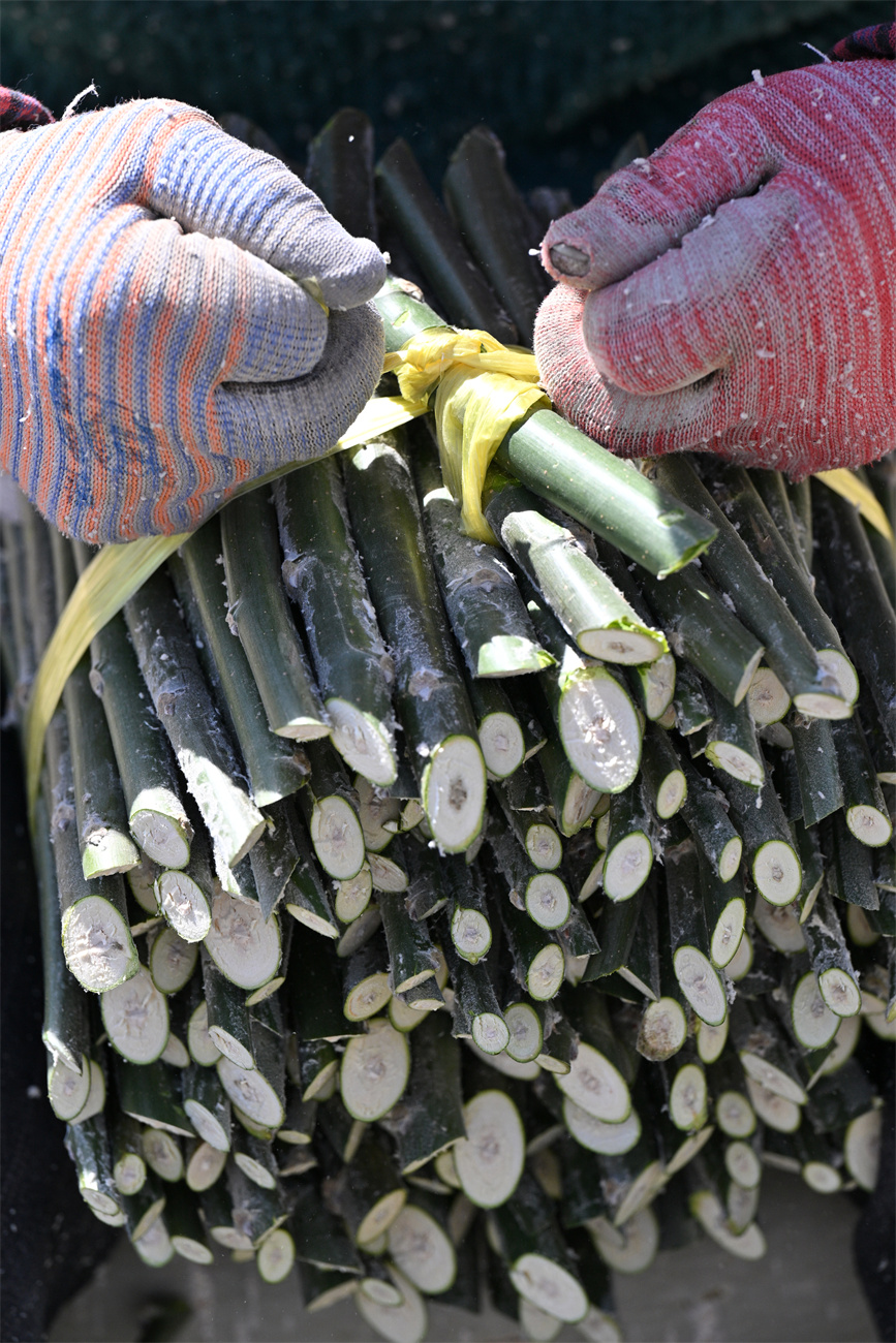 Saplings prepared, transported to clients in southern Xinjiang during season of afforestation