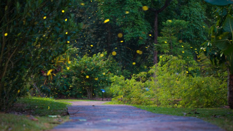 Glowing fireflies light up night in Xishuangbanna, SW China’s Yunnan