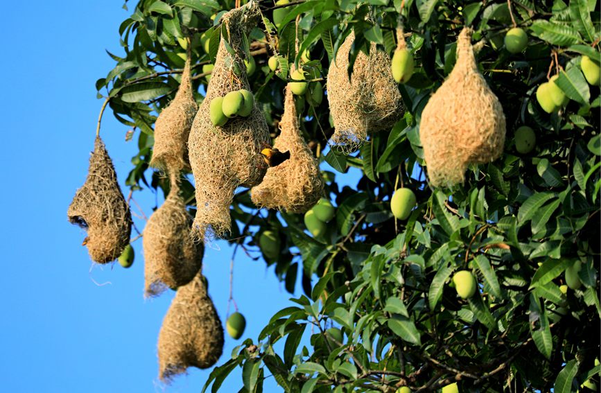 Record number of baya weaver birds reached in SW China's Menglian county