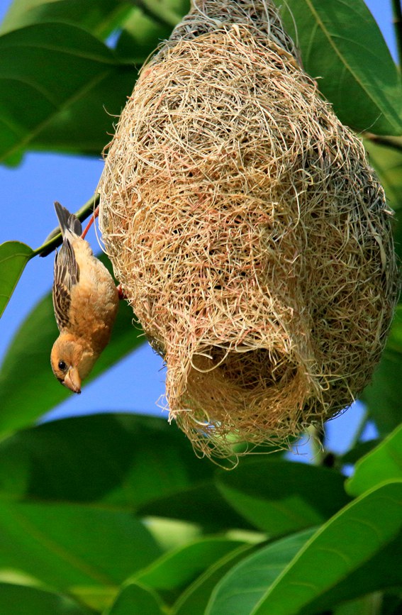 Record number of baya weaver birds reached in SW China's Menglian county