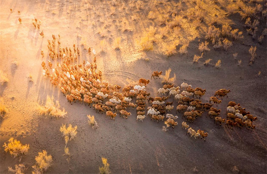 Spectacular scene of camels returning home from desert at dusk in Karamay, NW China's Xinjiang