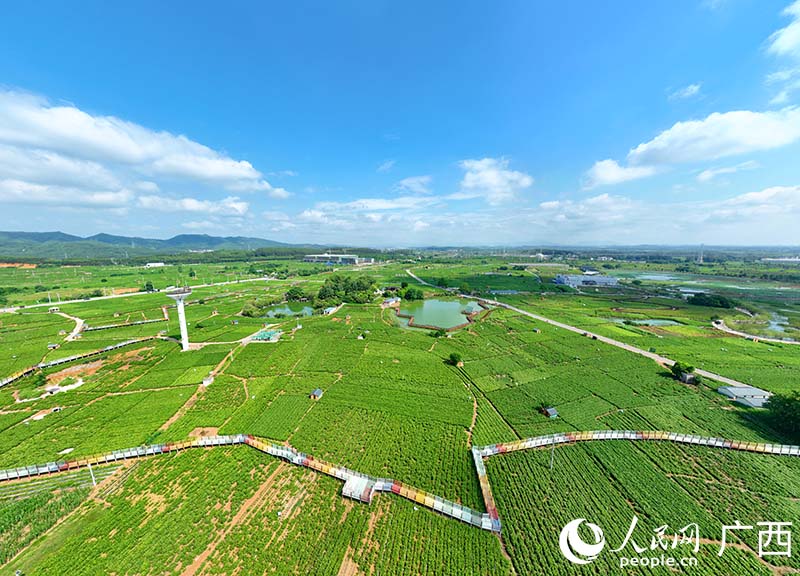 Prosperous jasmine industry boosts rural revitalization in Hengzhou, S China's Guangxi