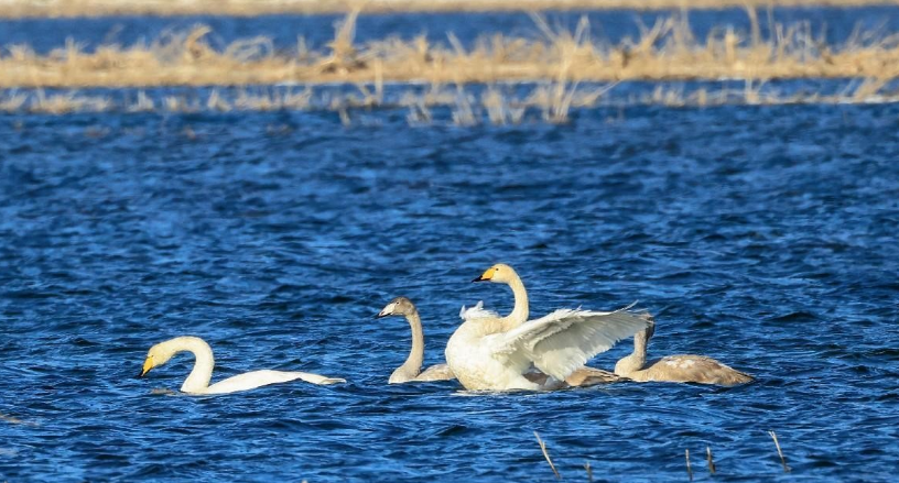 Xinjiang takes measures to strengthen sustainable use of water resources