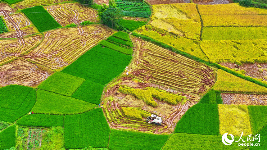 In pics: villagers harvest rice in E China's Jiangxi