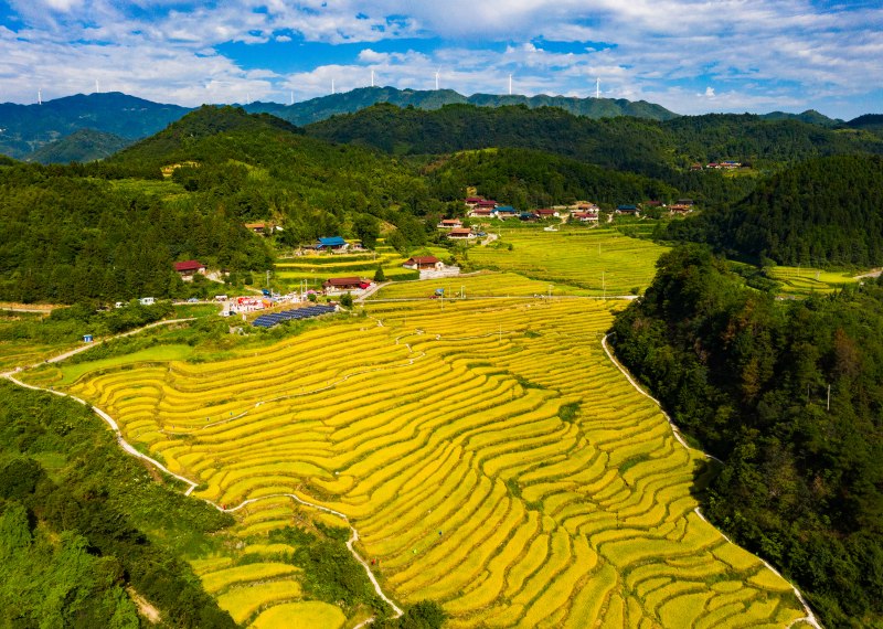 In pics: villagers holds ceremony for harvesting rice in C China's Hunan