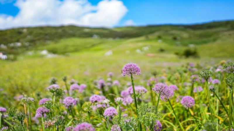 Blooming leek flowers attract tourists in Guizhou