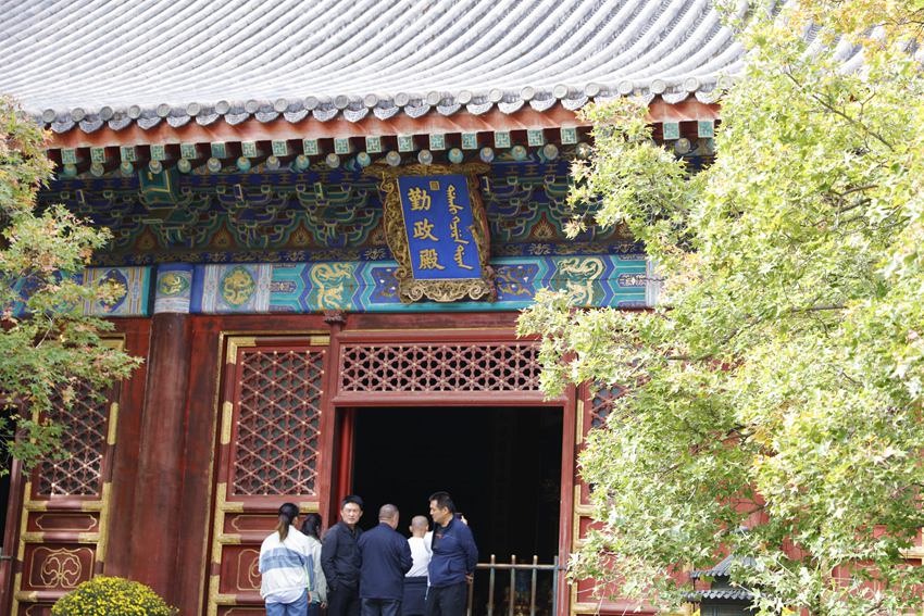 Chrysanthemums in full bloom in Beijing