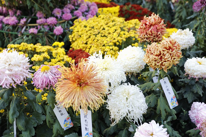 Chrysanthemums in full bloom in Beijing