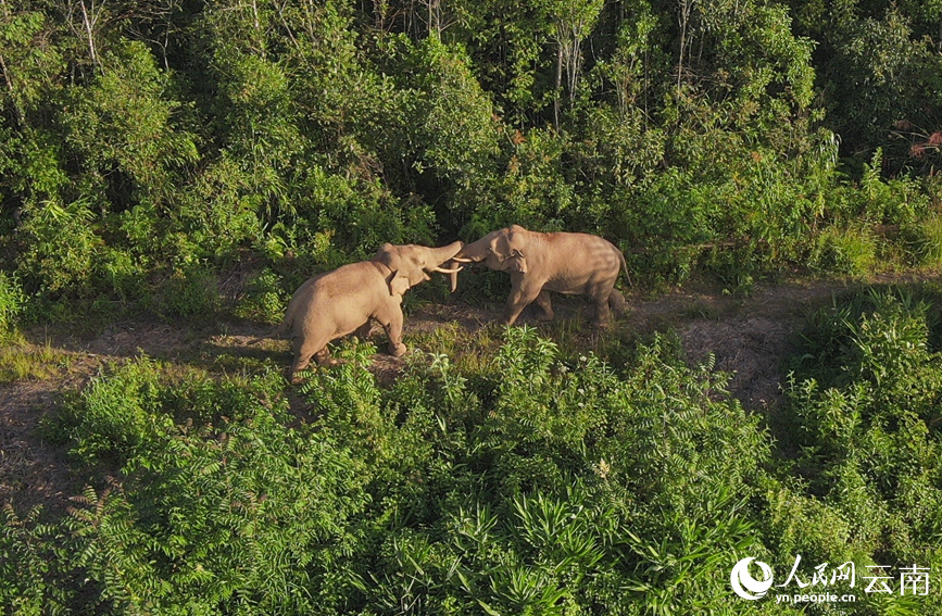 Wild Asian elephants play happily in SW China's Yunnan