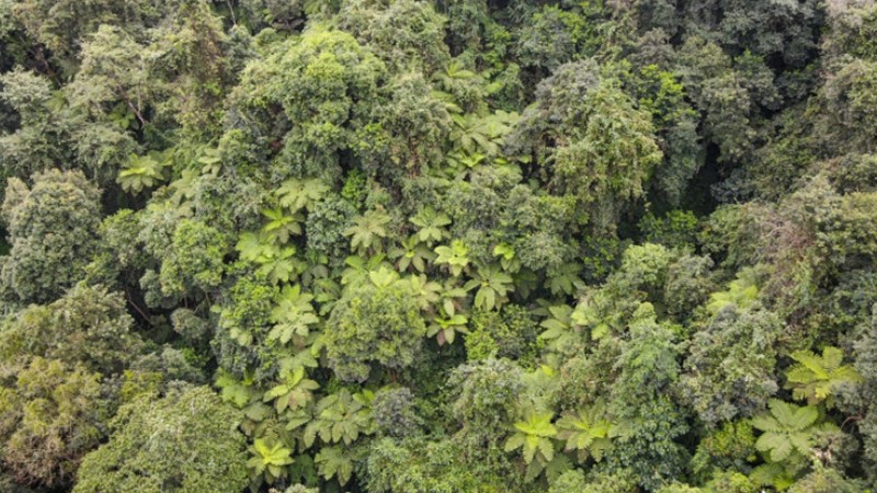 Township in SW China's Yunnan home to over 3,000 mu of rare alsophila spinulosa