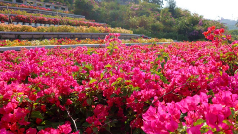 National Bougainvillea Germplasm Resource Repository opens in SE China's Xiamen